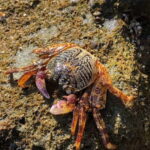 Johor: Desaru Beach Life and Tidepool Discovery - FAQ