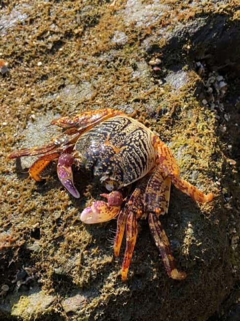 Johor: Desaru Beach Life and Tidepool Discovery - FAQ