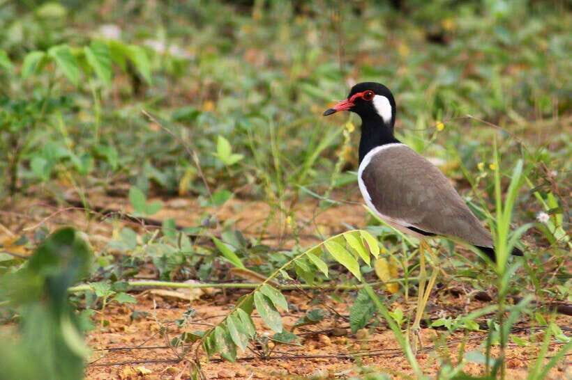 Johor: Desaru Coast Cycling - A Closer Look at Desaru Coast Cycling