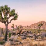 Joshua Tree Full Day Private Tour and Hike - Summary: Is This Tour Right for You?