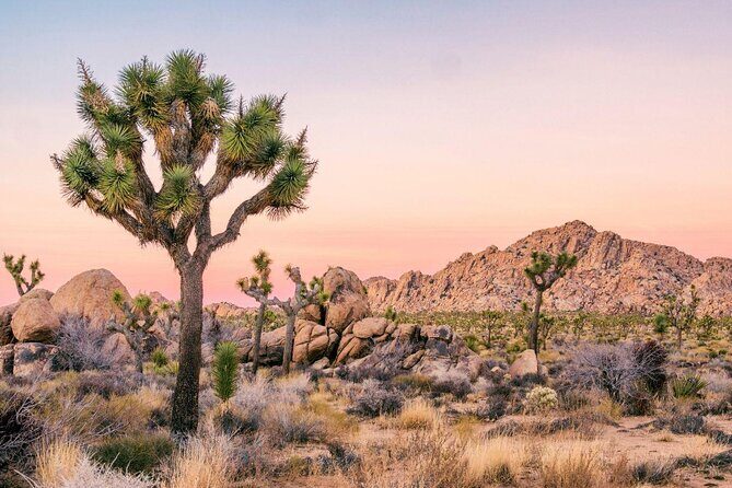 Joshua Tree Full Day Private Tour and Hike - Summary: Is This Tour Right for You?
