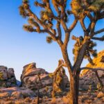 Joshua Tree National Park and Pioneertown Tour - Why This Tour Offers Good Value