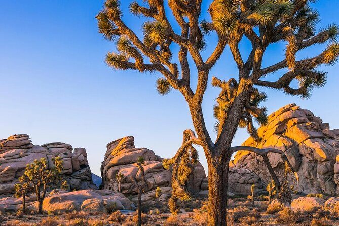 Joshua Tree National Park and Pioneertown Tour - Why This Tour Offers Good Value