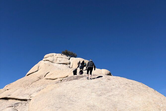 Joshua Tree National Park Driving Tour - Who Should Book This Tour?