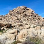 Joshua Tree Natural Wonders Walk: Plants, Animals and Rocks - The Value of a Guided Natural Experience
