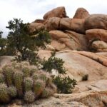 Joshua Tree's Hidden Valley Self-Guided Walking Tour - Final Thoughts on the Hidden Valley Self-Guided Tour