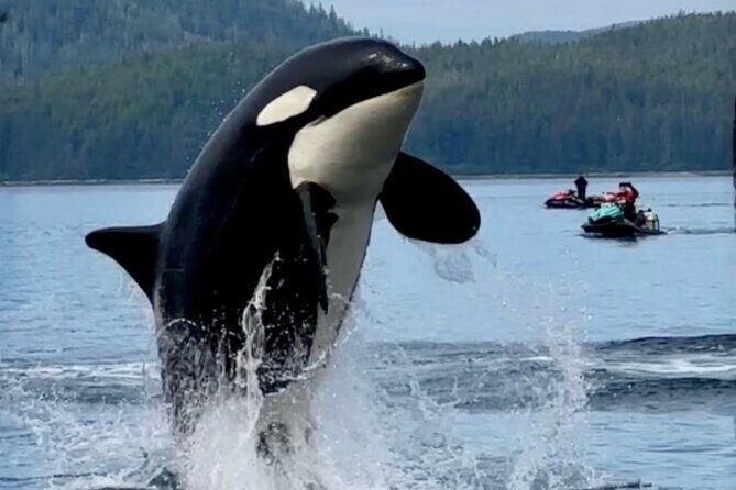 Juneau Jetski & Whale Adventure - The Sum Up