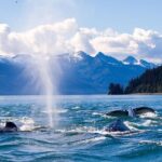 Juneau Whale Watching Adventure - The Real Value: Why This Tour Stands Out
