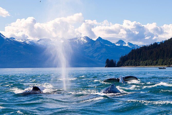 Juneau Whale Watching Adventure - The Real Value: Why This Tour Stands Out