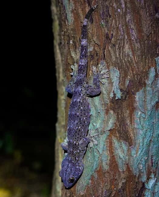 Jungle Night Walk - Explore Phong Nhas Nocturnal Nature - FAQ