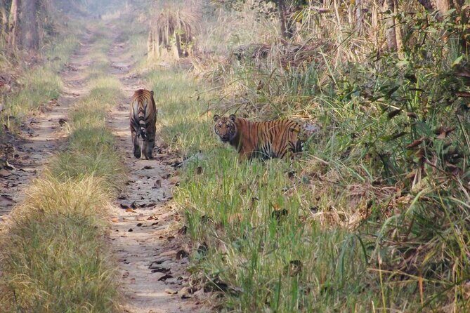 Jungle Towernight Stay: 4-Day Tour in Chitwan National Park - Possible Drawbacks or Considerations