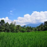 Jungle Trekking at Mt. Batukaru, scenic Waterfall & village life - The Value of This Tour