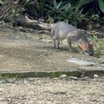 Kaan Luum Lagoon and Cenote Adventure - Who Will Appreciate This Tour?