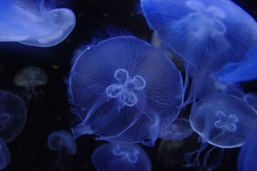 Kagoshima Aquarium Admission Ticket - The Highlights of the Kagoshima Aquarium Experience