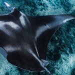 Kaimana Ocean Safari - Who It’s Best For