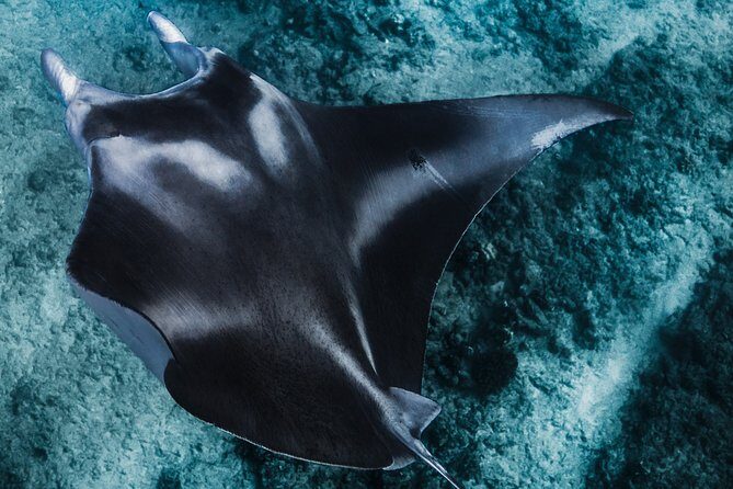 Kaimana Ocean Safari - Who It’s Best For