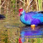 Kalametiya Bird Sanctuary Catamaran Bird Watching Tour - The Sum Up: Who Will Love This Bird-Watching Tour?
