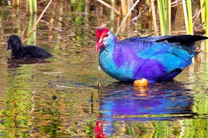 Kalametiya Bird Sanctuary Catamaran Bird Watching Tour - The Sum Up: Who Will Love This Bird-Watching Tour?
