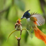 Kalametiya Sanctuary: Bird Watching by Private Boat Tour - Why choose this tour?