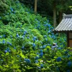 Kamakura: Great Buddha, Hase Temple, & Komachi Street Tour - An In-Depth Look at the Kamakura Tour Experience