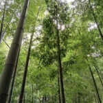 Kamakura: Hidden Gems and Sacred Sites Guided Tour - Who will love this experience?