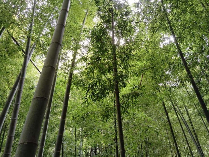Kamakura: Hidden Gems and Sacred Sites Guided Tour - Who will love this experience?