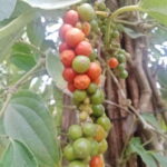 Kampot~Private local tuk tuk to Country side /Pepper farm. - What to Expect on the Tour