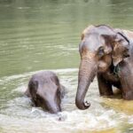 Kanchanaburi Local Cuisine and Elephant Care - Exploring the Itinerary in Detail