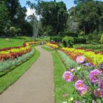 Kandy City Tour from Bentota - Transport and Logistics: Ensuring a Smooth Day