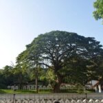 Kandy Full-Day Tour - Practical Considerations and Who Will Love This Tour