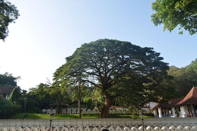 Kandy Full-Day Tour - Practical Considerations and Who Will Love This Tour