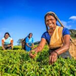 Kandy Nature & Culture Tour - The Sum Up