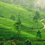 Kandy & Nuwara Eliya: 2-Day Tour! - Who This Tour Is Best For