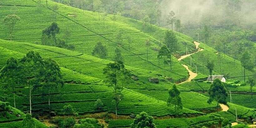 Kandy & Nuwara Eliya: 2-Day Tour! - Who This Tour Is Best For