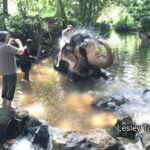 Kandy : Pinnawala Elephant Safari Tour with Kandy City Tour - Final thoughts