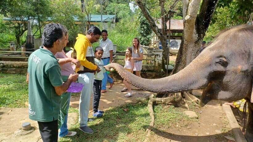 Kandy & Pinnawala & Tea Factory Full Day Tour From Negombo - The Highlights: What Makes It Worthwhile