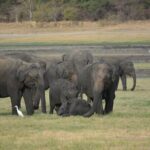 Kandy Sigiriya Day Trip by tuk,tuk/car/van - FAQ