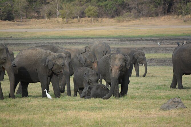 Kandy Sigiriya Day Trip by tuk,tuk/car/van - FAQ