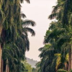 Kandy: Temples, Gardens & Cultural Show City Highlights Tour - A Detailed Look at the Experience