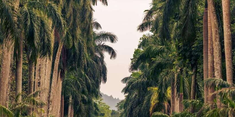 Kandy: Temples, Gardens & Cultural Show City Highlights Tour - A Detailed Look at the Experience