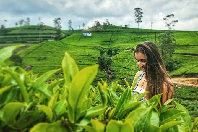 Kandy to Nuwara Eliya Day Tour - Who Will Love This Tour?