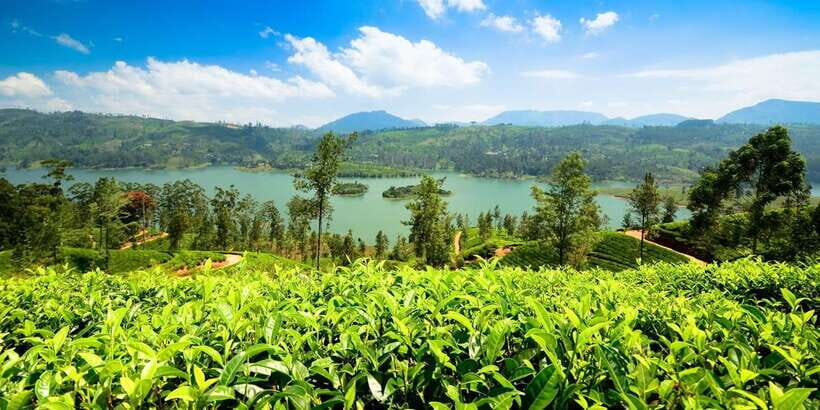 Kandy To Nuwara Eliya Drop Tour - Sri Lanka - Who is This Tour Best For?