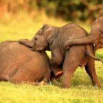 Kandy to Trincomalee Shuttle & Safari Drive - In-Depth Review of the Kandy to Trincomalee Shuttle & Safari Drive