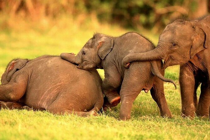 Kandy to Trincomalee Shuttle & Safari Drive - In-Depth Review of the Kandy to Trincomalee Shuttle & Safari Drive