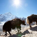 Kathmandu: 6 Days Langtang Valley Trek with Kyanjin Ri - What’s Included and What to Consider