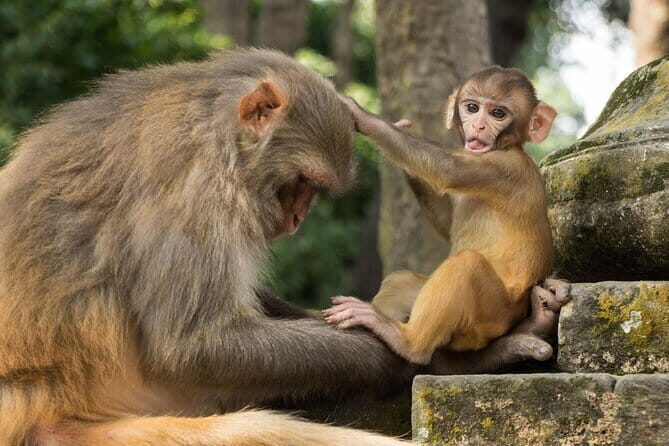 Kathmandu All 7 UNESCO World Heritage Sites Tour - Why This Tour Offers Great Value