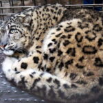 Kathmandu: Central Zoo Tour - Who Should Consider This Tour?