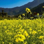 Kathmandu: Chitlang Day Tour, Wine Tasting and Short Hike - The Experience: Balancing Culture, Nature, and Flavors