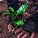 Kathmandu: Hike JamaChwok & Tree Planting for carbon neutral - The Experience in Context