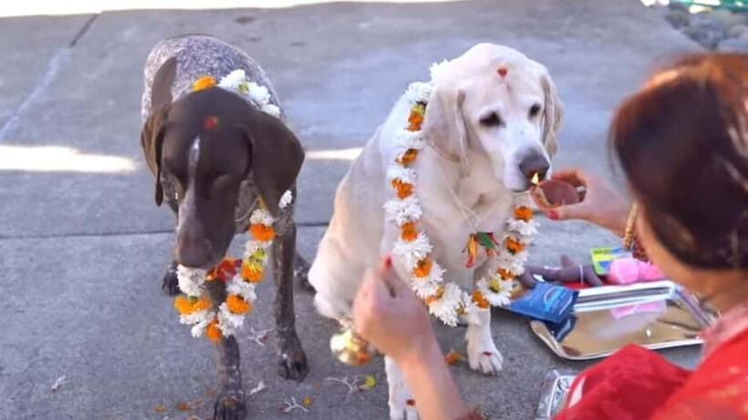 Kathmandu: Kukur Tihar Festival Tour with Local Family - What makes this tour truly special?